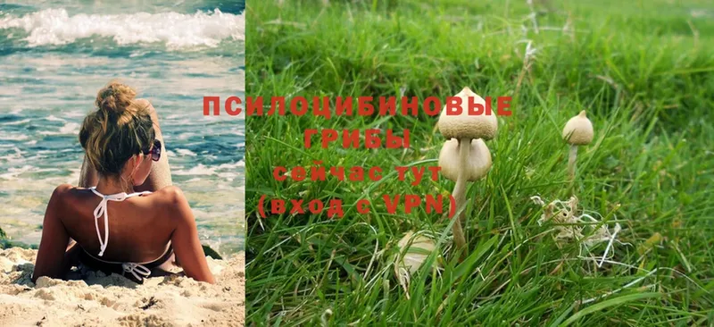 Псилоцибиновые грибы Psilocybe  где найти   Горбатов 